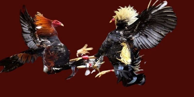 Đá gà cựa sắt
